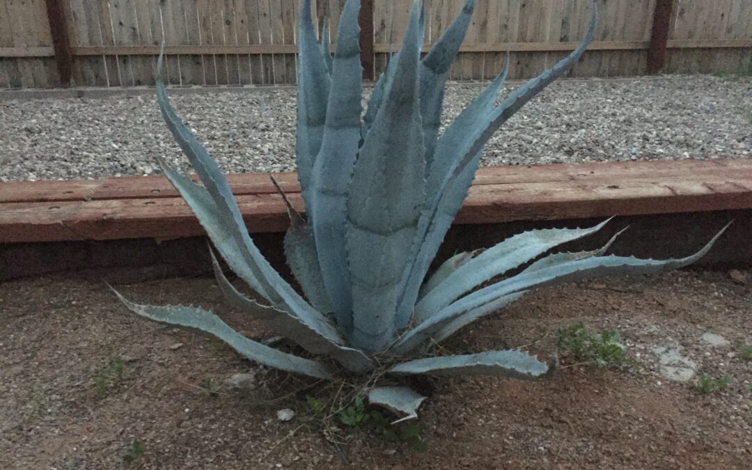 Aloe