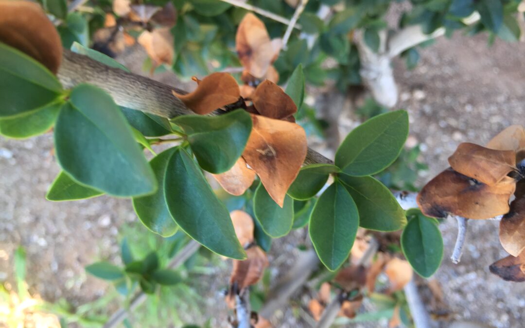 OfficeShrub