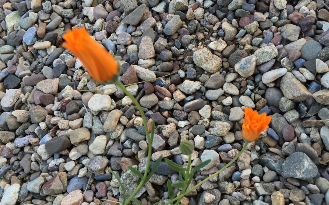 Wildflower bloom