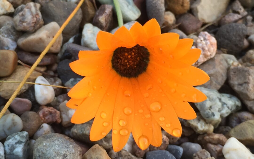 Open wild daisy