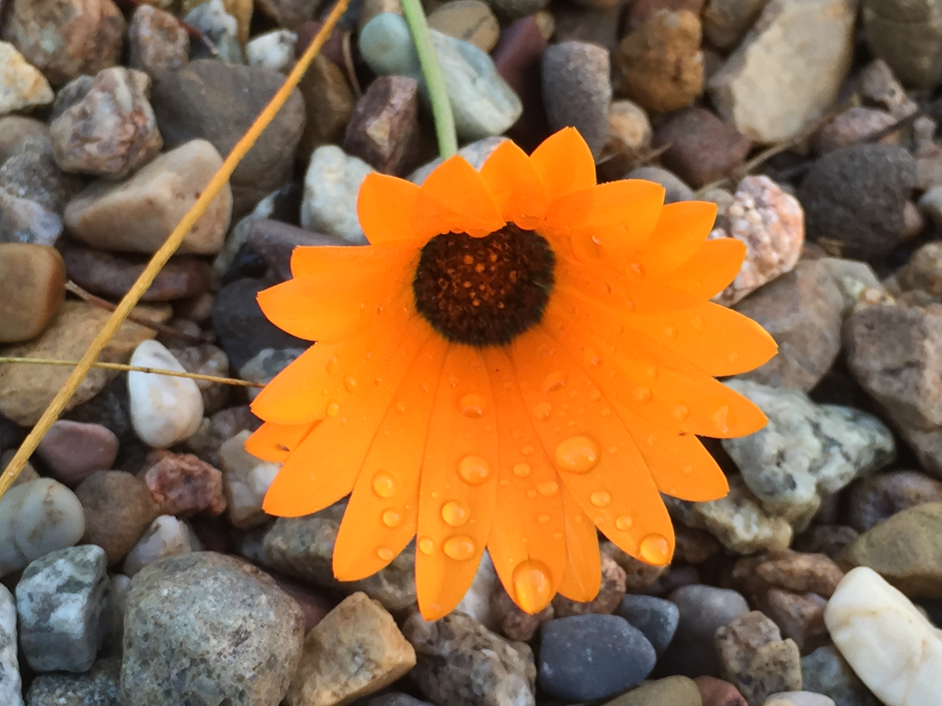 Open wild daisy